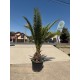 Palmier Phoenix Canariensis 2m  (ghiveci)