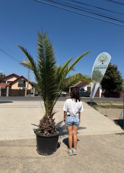 Palmier Phoenix Canariensis 2m  (ghiveci)