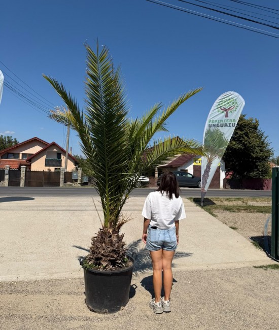 Palmier Phoenix Canariensis 2m  (ghiveci)