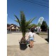 Palmier Phoenix Canariensis 2m  (ghiveci)