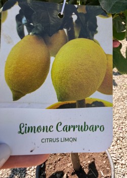 Lamai Carrubaro 60-80cm (ghiveci)