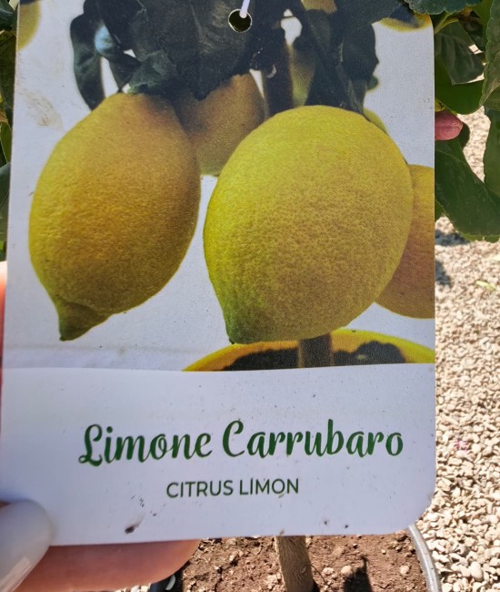 Lamai Carrubaro 60-80cm (ghiveci)