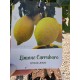 Lamai Carrubaro 60-80cm (ghiveci)