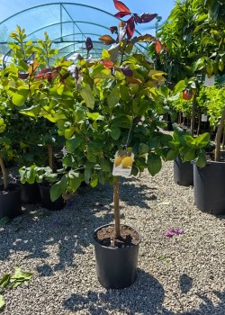 Lamai Carrubaro 60-80cm (ghiveci)