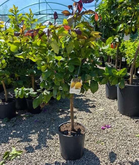 Lamai Carrubaro 60-80cm (ghiveci)