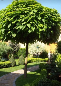 Catalpa Globulara 1.5-1.8m (ghiveci)
