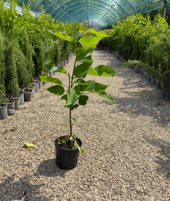 Catalpa 40-60cm (ghiveci)