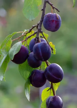 Prun Centenar (radacina nuda)