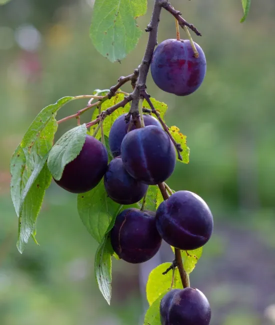 Prun Centenar (radacina nuda)