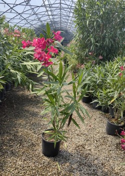 Leandru magenta 50-70cm (ghiveci)