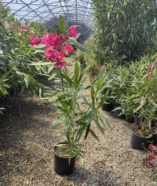 Leandru magenta 50-70cm (ghiveci)