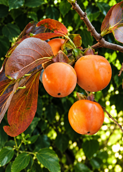 Kaki Cioccolatino (radacina nuda)