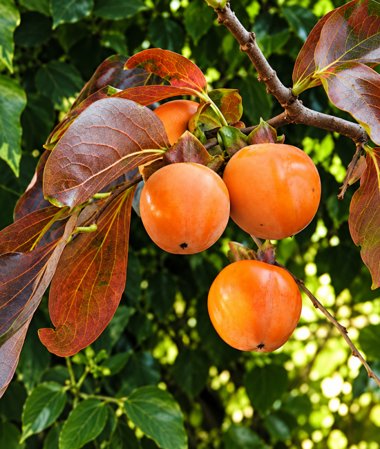 Kaki Cioccolatino (radacina nuda)