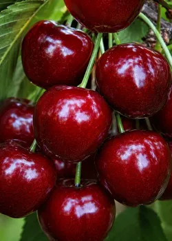 Cires Pitic Carmine pe rod (radacina nuda)