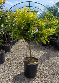 Clementin Isa 50-70cm (ghiveci)