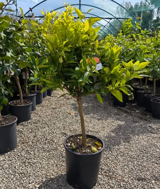 Clementin Isa 50-70cm (ghiveci)