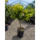 Clementin Isa 50-70cm (ghiveci)