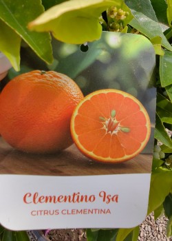 Clementin Isa 50-70cm (ghiveci)