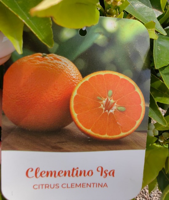 Clementin Isa 50-70cm (ghiveci)