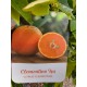 Clementin Isa 50-70cm (ghiveci)
