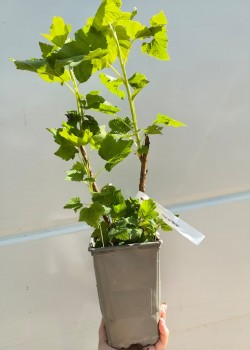 Coacaz Negru (ghiveci)