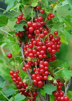 Coacaz rosu (radacina nuda)