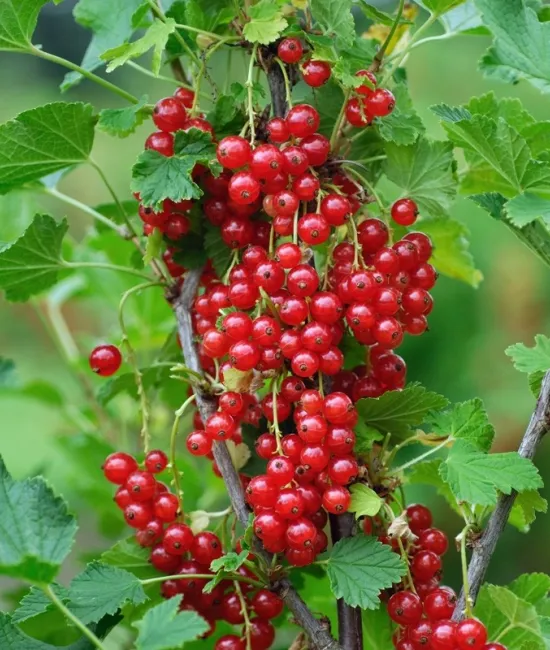 Coacaz rosu (radacina nuda)