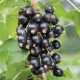 Coacaz Negru (ghiveci)
