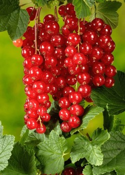 Coacaz Rosu (ghiveci)