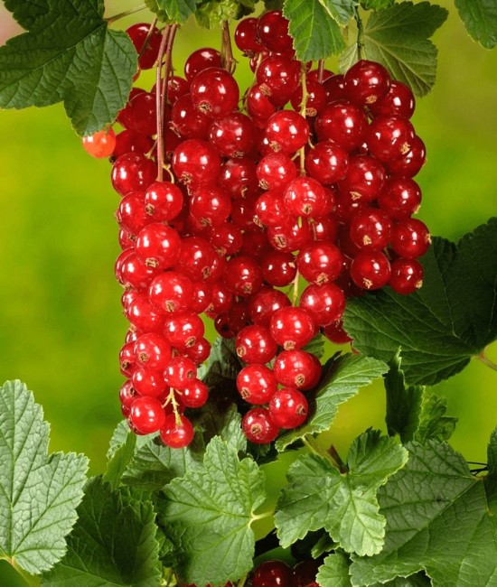 Coacaz Rosu (ghiveci)