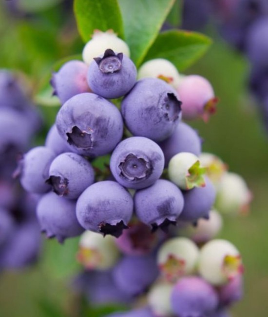 Afin Pitic Hortblue Petit (ghiveci)