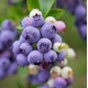 Afin Pitic Hortblue Petit (ghiveci)