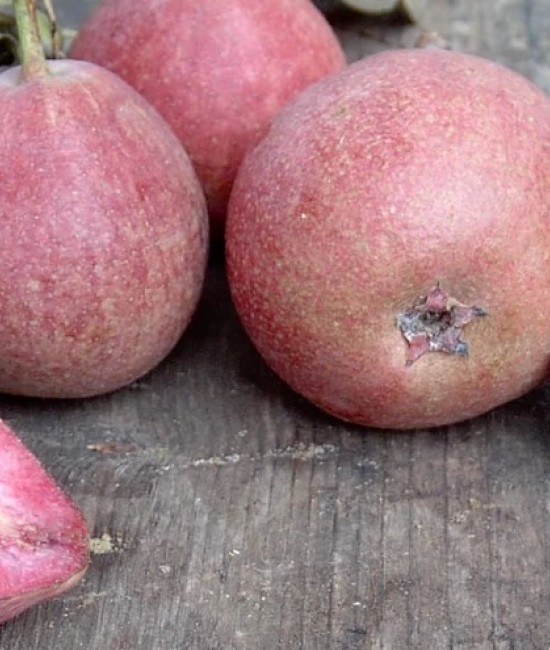Par Cocomerina (radacina nuda)