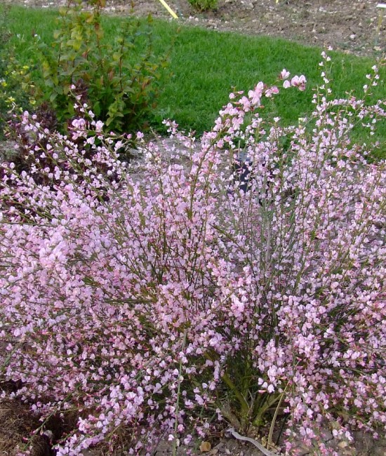 Cytisus scoparius Moyclare Pink (mătăsărița roz)