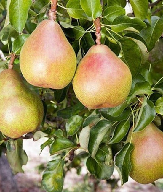 Par Decana (radacina nuda)