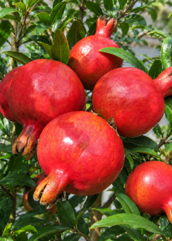 Rodiu Dente di Cavallo (radacina libera)