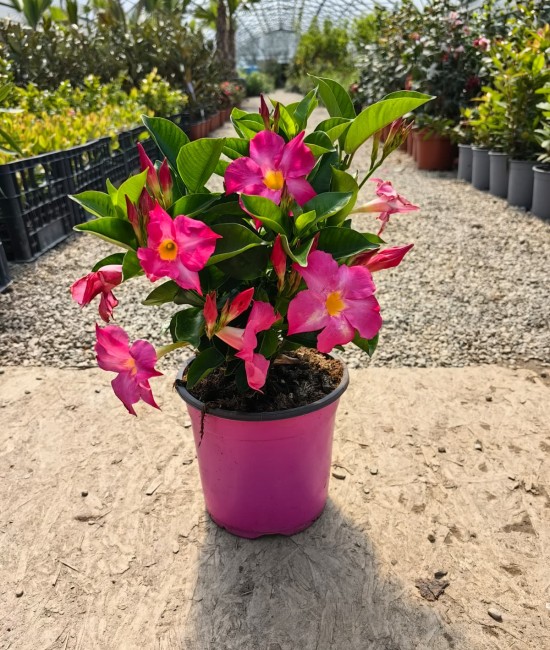 Dipladenia roz 20-30 cm (ghiveci)