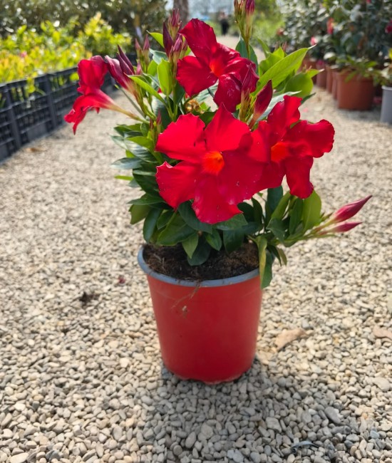 Dipladenia Rosie 20-30cm (ghiveci)