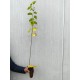 Dud alb 80-100 cm