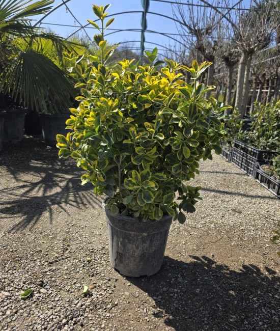 Evonimus aurea (Salba japoneza)