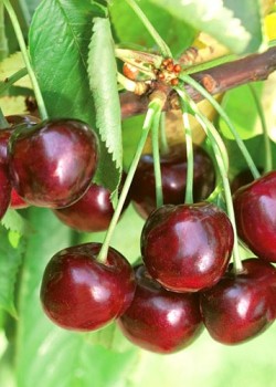 Cires Ferrovia (radacina nuda)