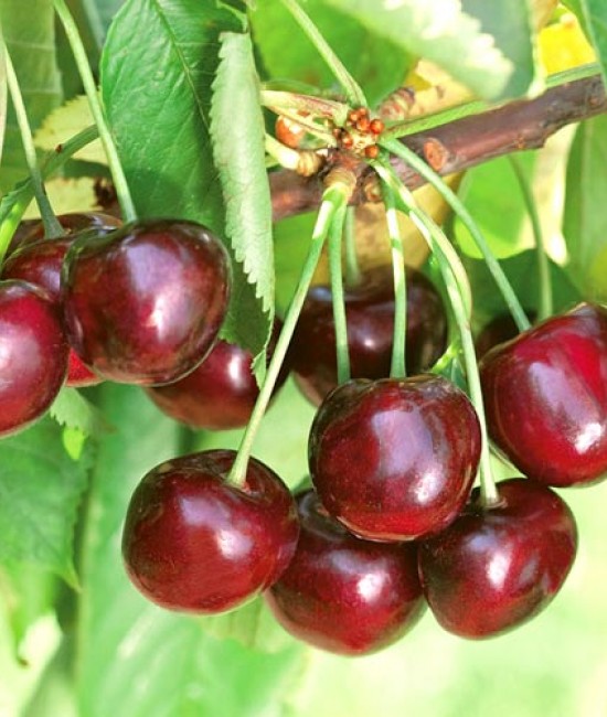 Cires Ferrovia (radacina nuda)
