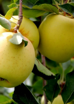 Mar Columnar Golden Delicious (radacina nuda)