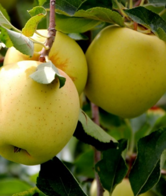 Mar Columnar Golden Delicious (radacina nuda)