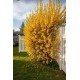 Forsythia-ploaia de aur (ghiveci)