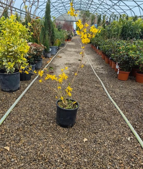 Forsythia-ploaia de aur (ghiveci)