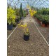 Forsythia-ploaia de aur (ghiveci)