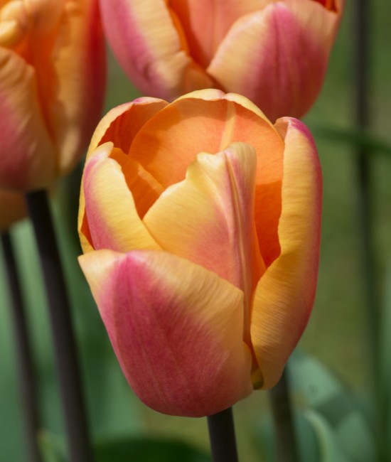 Pachet 3 bucati Lalea Apricot Foxx
