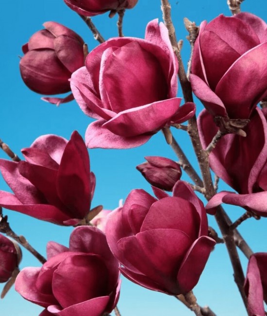 Magnolie Genie (alveola)