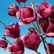 Magnolie Genie (alveola)